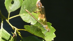 Calopteryx xanthostoma