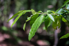 Oxydendrum arboreum