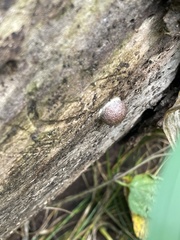 Reticularia splendens