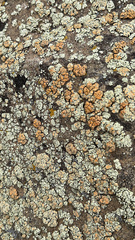 Rhizoplaca chrysoleuca