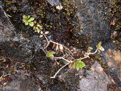 Penstemon davidsonii