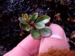 Penstemon davidsonii