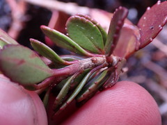 Penstemon davidsonii