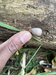 Reticularia splendens