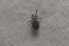 Phyllodinus nervatus