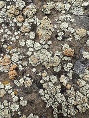 Rhizoplaca chrysoleuca