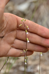 Boechera retrofracta