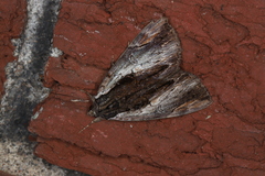 Catocala ultronia