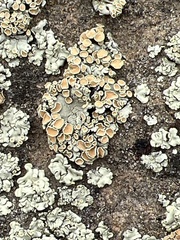 Rhizoplaca chrysoleuca