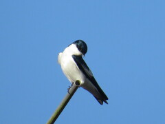 Tachycineta albiventer