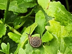 Polygyra