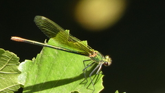 Calopteryx xanthostoma