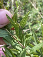 Asteromyia carbonifera