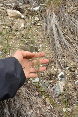 Boechera retrofracta