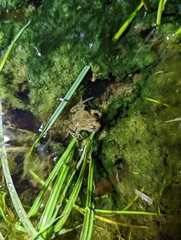 Sloane's Froglet photo 1