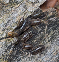 Armadillidium versicolor