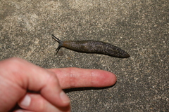 Limacus