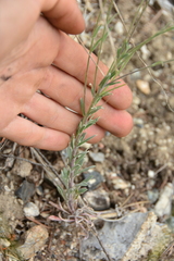 Boechera retrofracta