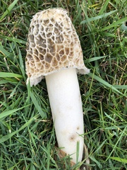 Phallus hadriani