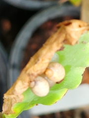 Polygyra cereolus