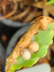 Polygyra cereolus