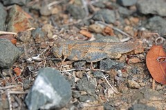 Trimerotropis occidentalis