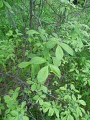 Salix aurita