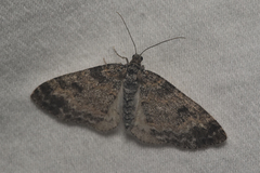 Lobophora nivigerata