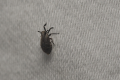 Phyllodinus nervatus