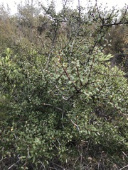 Rhamnus ilicifolia