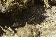 Melanoplus packardii