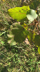 Populus deltoides