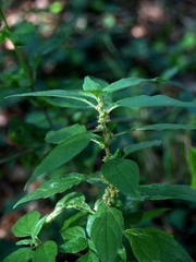Parietaria officinalis