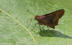 Decinea decinea derisor