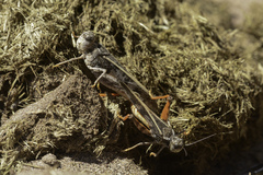 Cratypedes neglectus