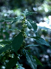 Parietaria officinalis