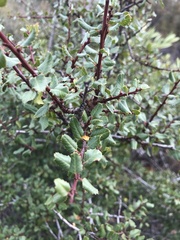 Rhamnus ilicifolia