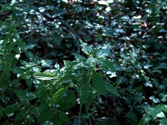 Parietaria officinalis