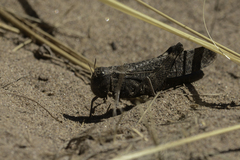 Arphia pseudonietana