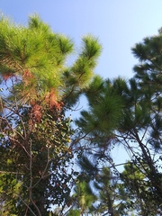 Pinus elliottii