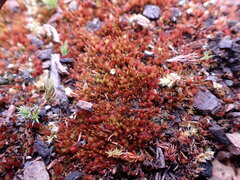 Imbribryum