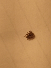 Pseudeuophrys lanigera