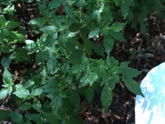 Parietaria officinalis
