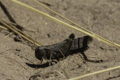 Arphia pseudonietana