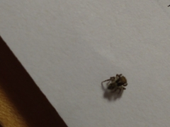 Pseudeuophrys lanigera