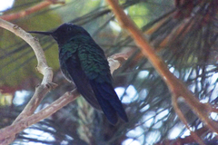 Thalurania glaucopis