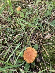 Cuphophyllus pratensis