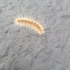 Hyphantria cunea