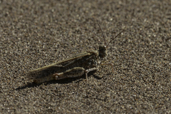 Trimerotropis agrestis
