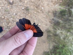 Arphia pseudonietana